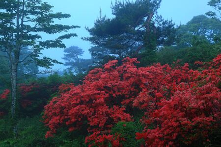 Murone mountain azaleaの写真素材