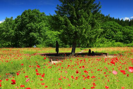 Poppy field in the blue sky in Soseki Town, Iwate Reflectionの写真素材