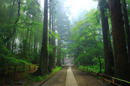 World Heritage Site: Fresh Green Chusonji Temple, Hiraizumi Town, Iwate Prefectureのeditorial素材