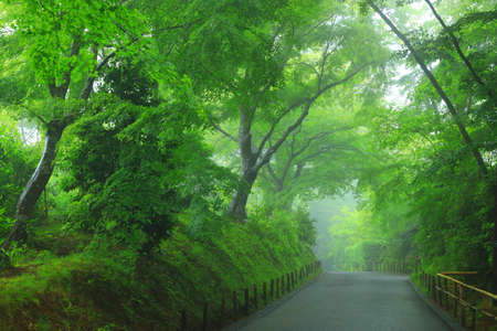 Temple of World Heritage Greenのeditorial素材