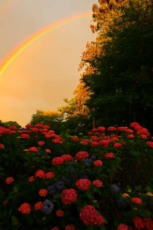 Hydrangea of the morning glow in Kitakami City, Iwate Prefectureの写真素材