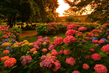 Hydrangea of the morning glow in Kitakami City, Iwate Prefectureの写真素材