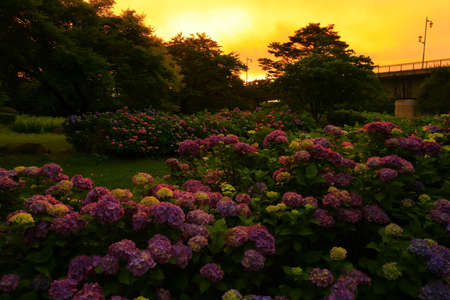 Hydrangea of the morning glow in Kitakami City, Iwate Prefectureの写真素材