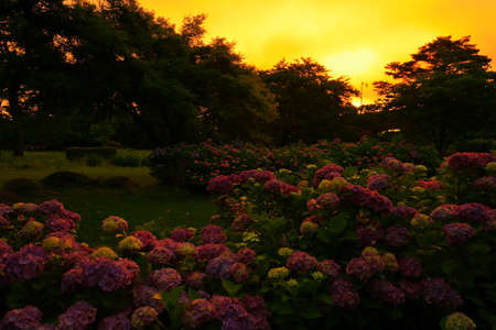 Hydrangea of the morning glow in Kitakami City, Iwate Prefecture