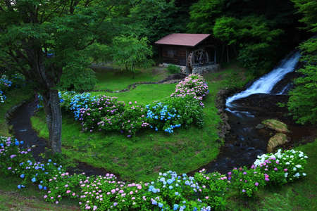 Hydrangea and waterfall in Kitakami City, Iwate Prefecture