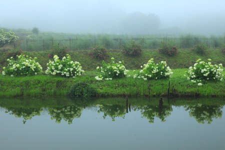 Hydrangea flowers blooming in the forest, Iwate Prefecture