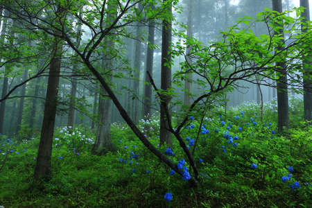 Hydrangea in the forestの写真素材