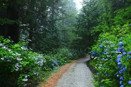 Hydrangea in the forest