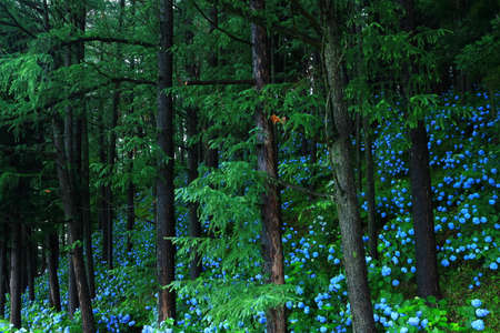Hydrangea blooming in the forest, Iwate Prefectureの写真素材