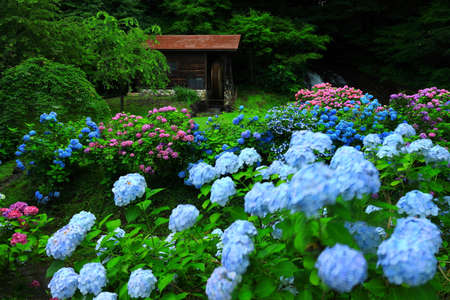Iwate Prefecture Watermill and Hydrangea Flowers