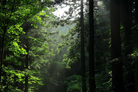 Summer Falls, Yahagi Town, Iwate Prefecture