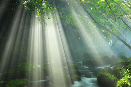 Forest during summerの写真素材