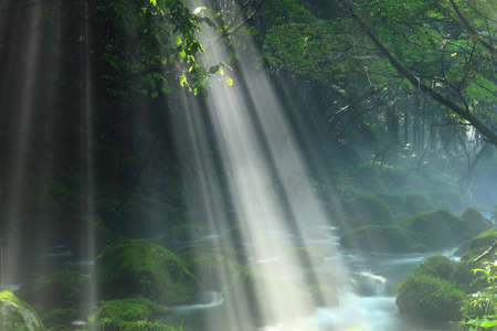 Forest during summerの写真素材