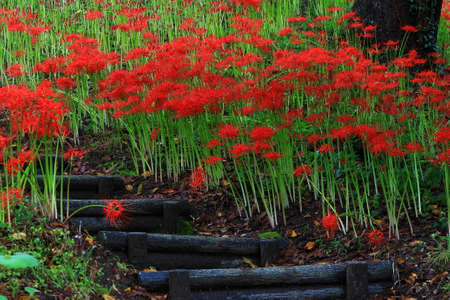 Higan flower in full bloom, Osaki City, Miyagi Prefectureの写真素材