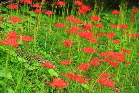 Higan Flowers in Haguroyama Park, Miyagi Prefectureの写真素材