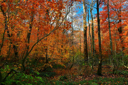 Valley of autumn leaves in Kita-Akita City, Akita Prefecture