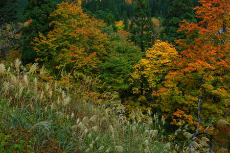 Yuzawa City, Akita Prefecture, Valley of Autumn Leaves