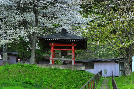 Cherry Blossoms and Temples, Kitajo City, Iwate Prefectureのeditorial素材