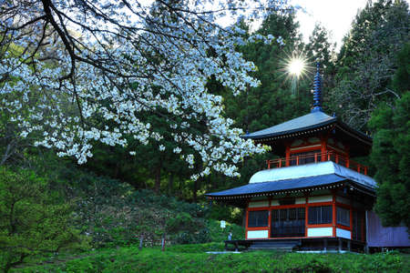 Cherry Blossoms and Temples, Kitajo City, Iwate Prefectureのeditorial素材