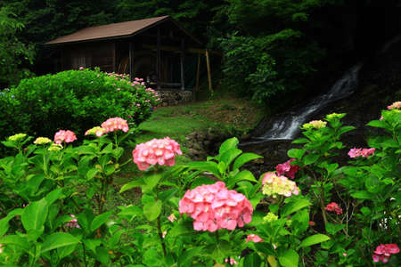 Hydrangea Flowers and Water WheelHouse, Kitakae City, Iwate Prefecture