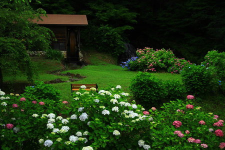 Hydrangea Flowers and Water WheelHouse, Kitakae City, Iwate Prefecture