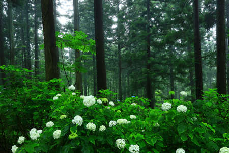 Hydrangeas blooming in the forest, I  seki City, Iwate Prefectureの写真素材