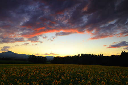 Sunflower Field at Sunset, Kitakae City, Iwate Prefectureの写真素材