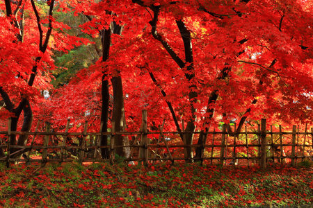 Carpet of fallen leaves of autumnal leaves in Morioka City, Iwate Prefectureの写真素材