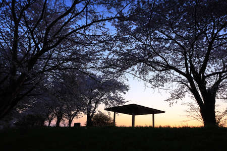 Cherry blossom trees in Hanamaki City, Iwate Prefectureの写真素材