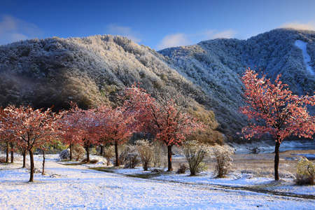 Nishiwaga Town, Iwate Prefecture Cherry blossoms and snowy scenery in full bloom