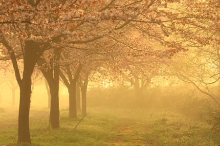 Iwate Prefecture West Town Spring Saruhashi Rural Parkの写真素材