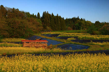Kitakami City, Iwate Prefecture Rape Flower Garden at Sunsetの写真素材