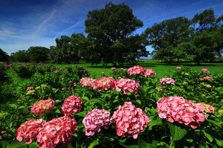 Kitakami City, Iwate Prefecture Purple Yang Blossom Exhibition Area Park