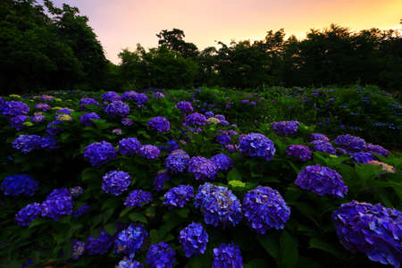 Kitakami City, Iwate Prefecture Purple yang flowers at sunrise