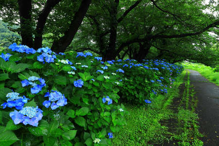 Hydrangeas blooming in the forest, Kitakami City, Iwate Prefecture