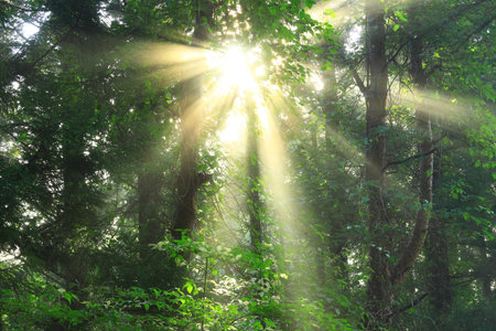Tono City, Iwate Prefecture Forest Light