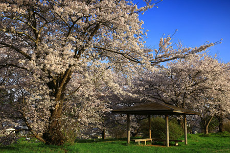 Blue sky and cherry blossoms in full bloomの写真素材