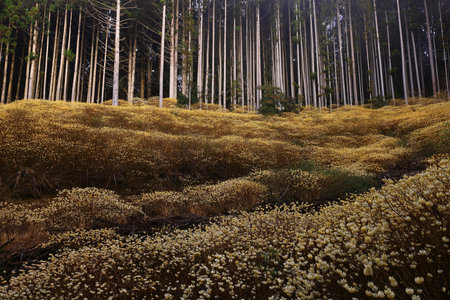 Mitsumata Forest