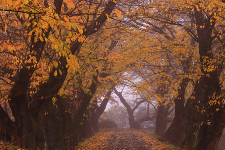 Autumn leaves in the forest at foggy day, Thailand.