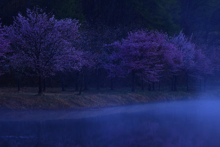Purple blossoms in full bloom in the forest at night.の写真素材