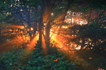 Sunset in the forest with sunbeams shining through the trees