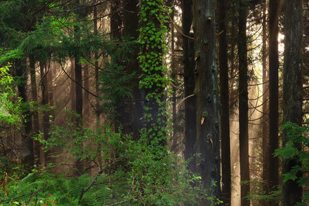 Morning mist in the forest with sun rays passing through the trees.