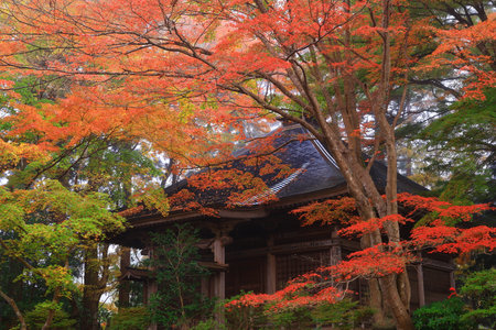 Autumn landscape with colorful forest in the morningの写真素材