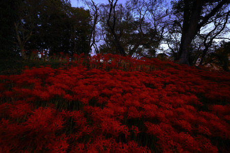 Red spider lily flowers in the park, closeup of photoの写真素材