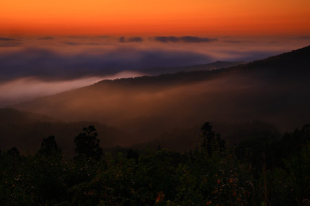 Fog in the morning