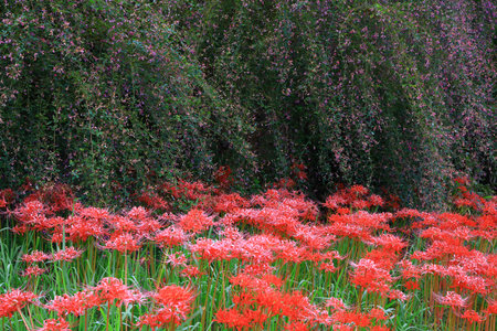 Red Lycoris radiata in the garden, closeup of photoの写真素材