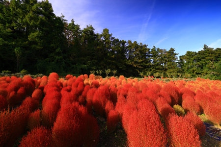 Autumn landscape in south korea, Daegwallyeong\\"\"\""の写真素材
