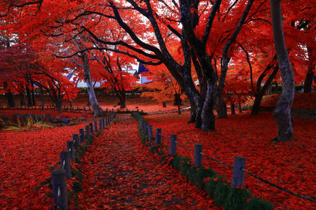 Autumn landscape with colorful forest at sunset