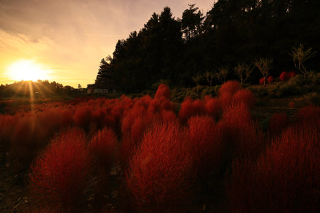 Autumn landscape in south korea, Daegwallyeong\\"\"\""の写真素材
