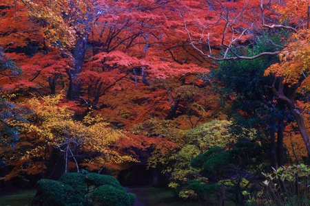Autumn leaves in the Japanese garden with a Japanese house in the backgroundの写真素材